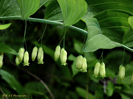 {Polygonatum biflorum}